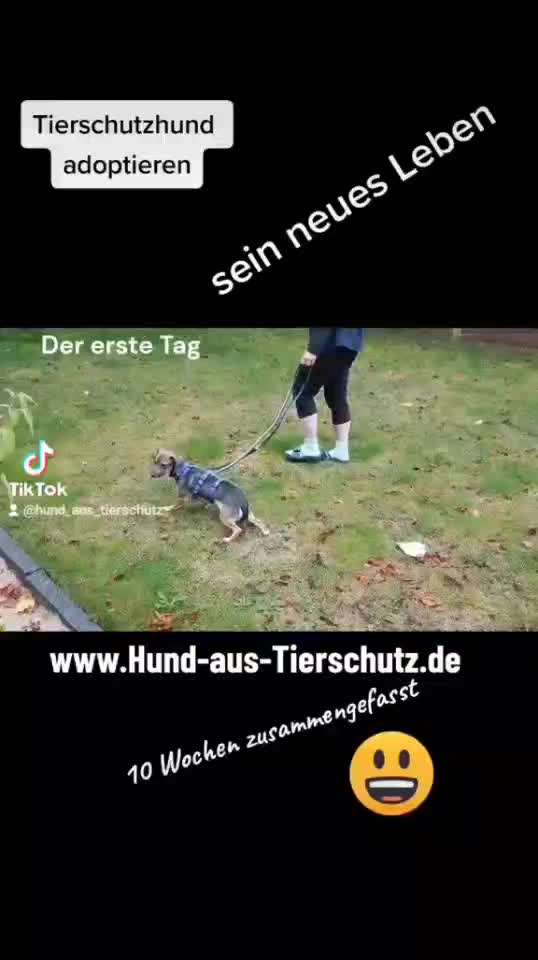 TierschutzhundeStammtisch🐕-Beitrag-Bild