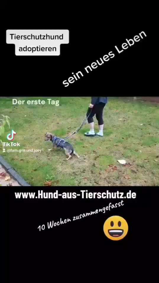 TierschutzhundeStammtisch🐕-Beitrag-Bild