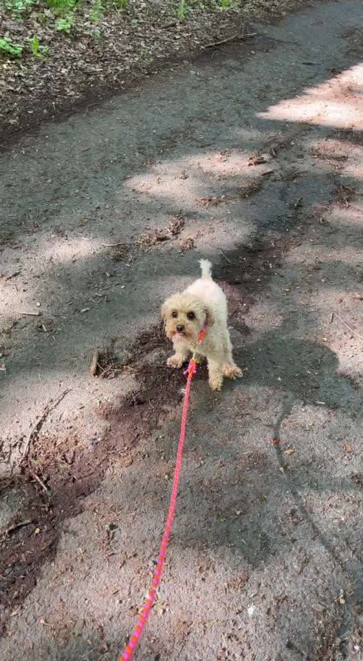 Hund fiept beim Kotabsatz-Beitrag-Bild