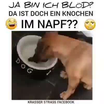 Hier ist der Spaßthread. Zum Schmunzeln und Kaputtlachen-Beitrag-Bild