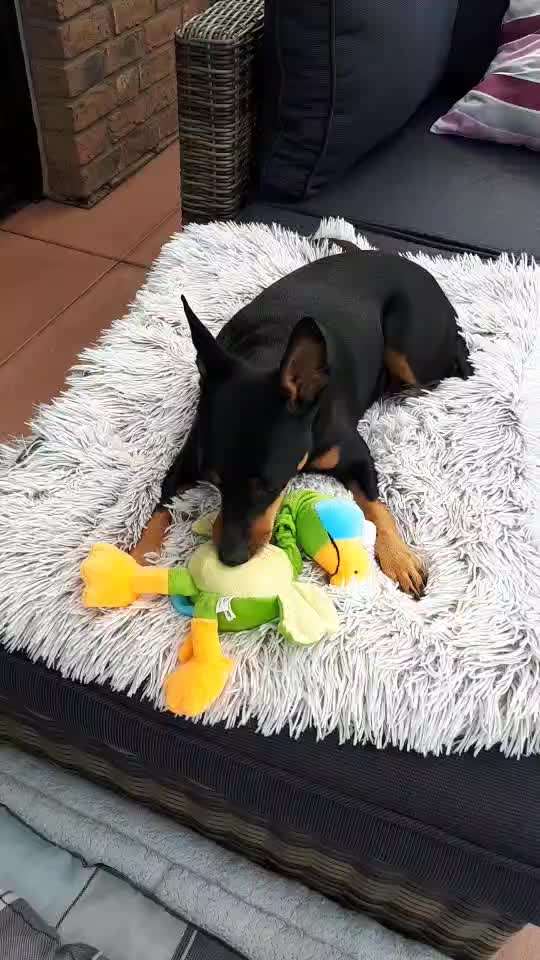 19. Video Challenge  "urkomische Hunde zum Brüllen lustig"-Beitrag-Bild