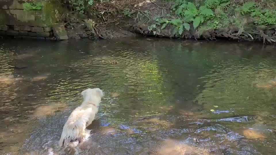 50. Video Challenge - Wasserscheu oder nicht-Beitrag-Bild