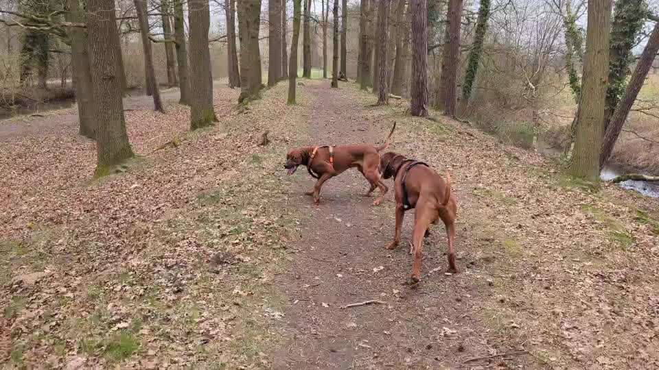 Hundeangriff, groß gegen klein-Beitrag-Bild