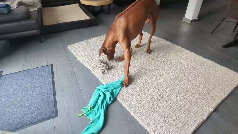 Rhodesian Ridgeback-Beitrag-Bild