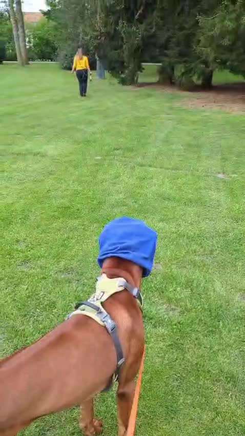 Rhodesian Ridgeback-Beitrag-Bild