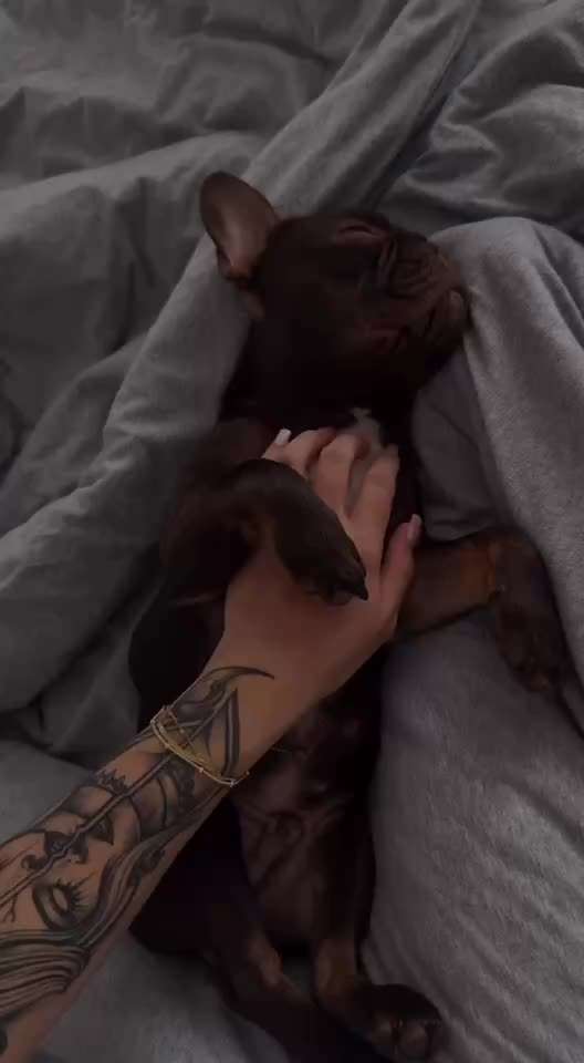 aktuelles Foto Gruppe Französische Bulldogge