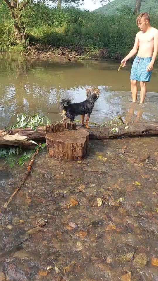 Hundeschwimmen-Beitrag-Bild