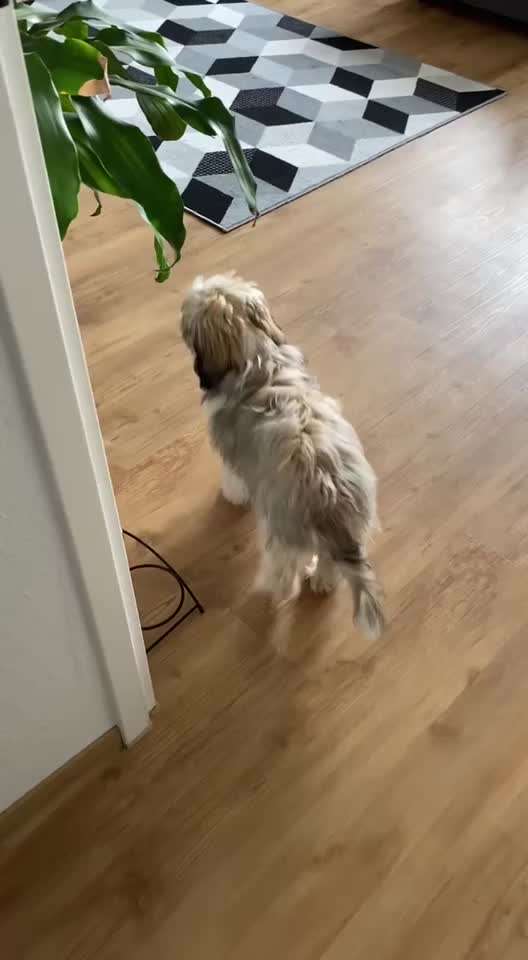 Lustige  und seltsame Angewohnheitn eurer Fellnasen :)-Beitrag-Bild