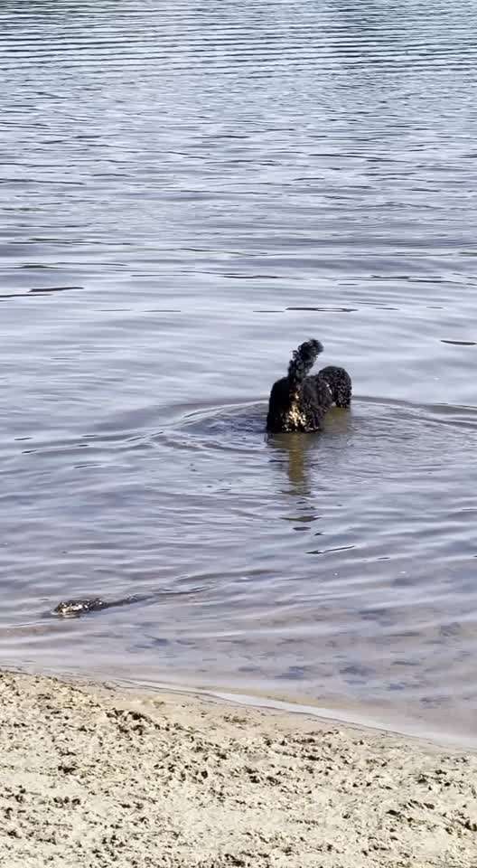 Alles rund um den Pudel-Beitrag-Bild