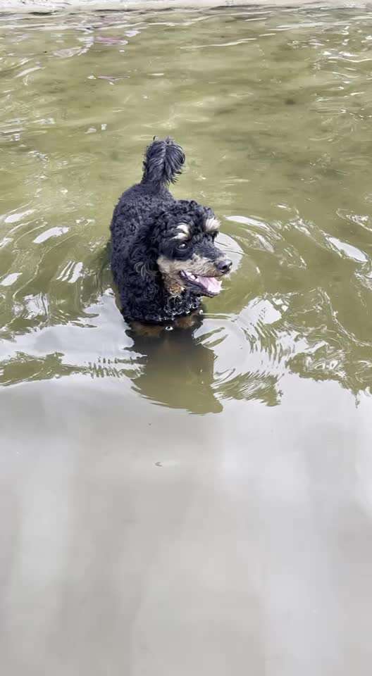 Alles rund um den Pudel-Beitrag-Bild