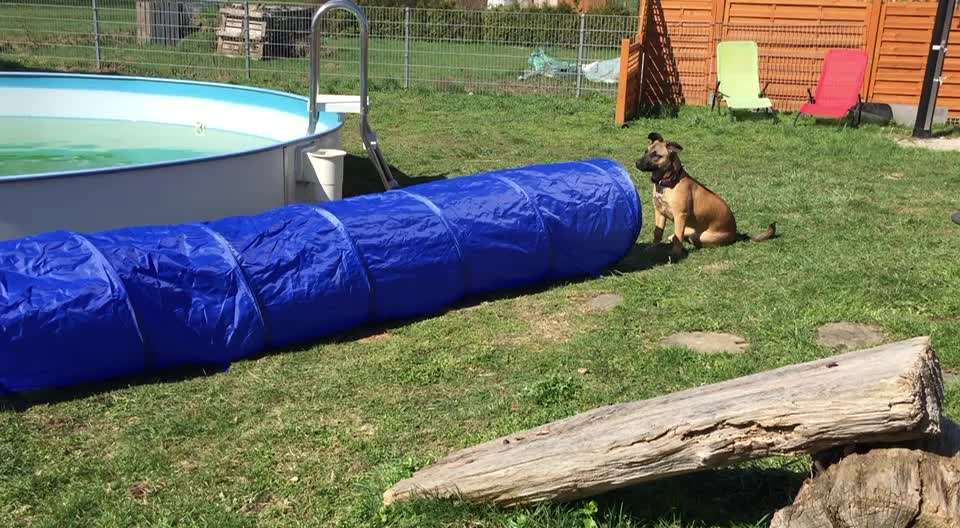 Agility-Beitrag-Bild