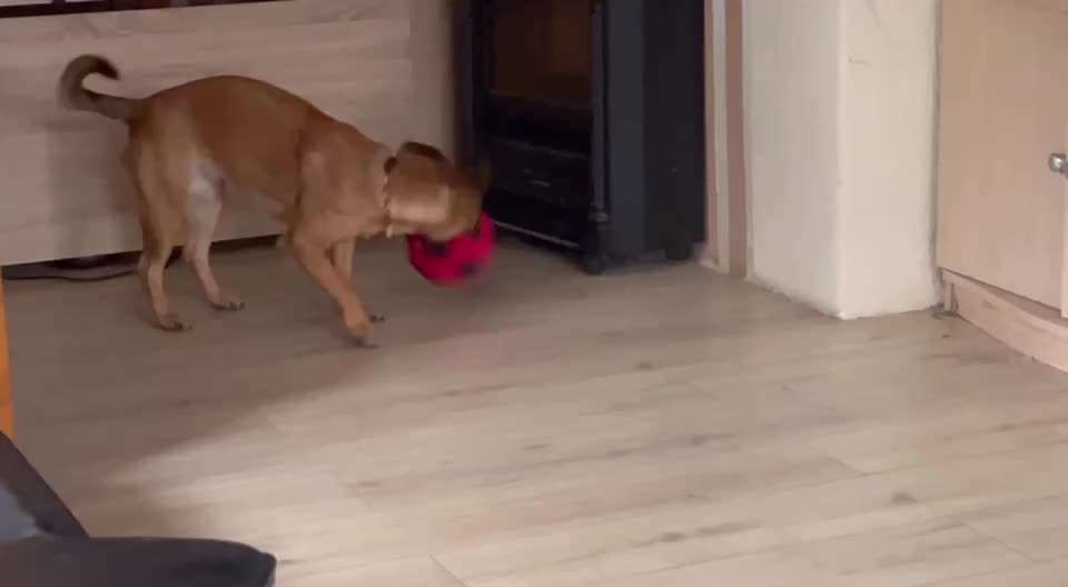 19. Video Challenge  "urkomische Hunde zum Brüllen lustig"-Beitrag-Bild