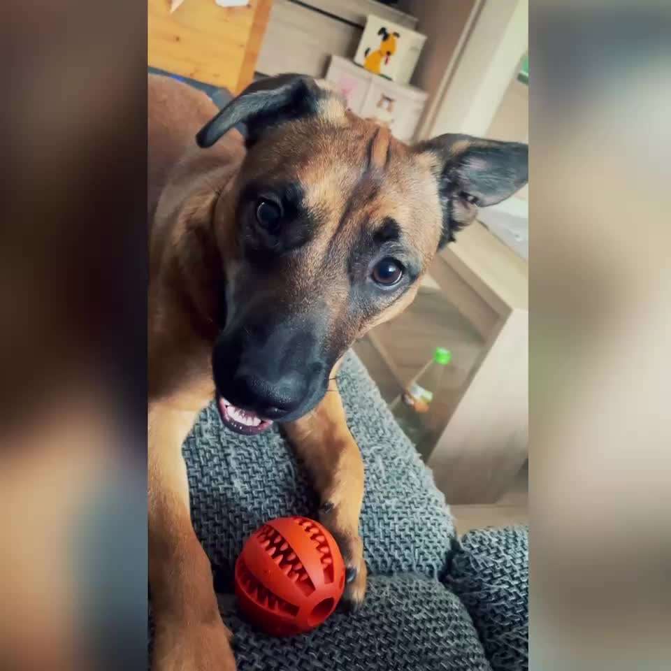 55. Video Challange: lustiges Video/Lieblingsvideo-Beitrag-Bild