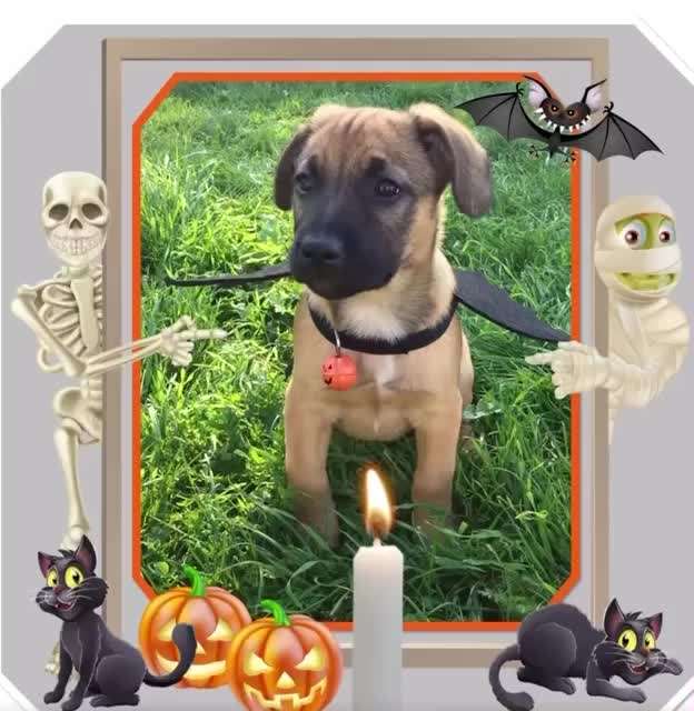 Photomontagen mit Hund-Beitrag-Bild