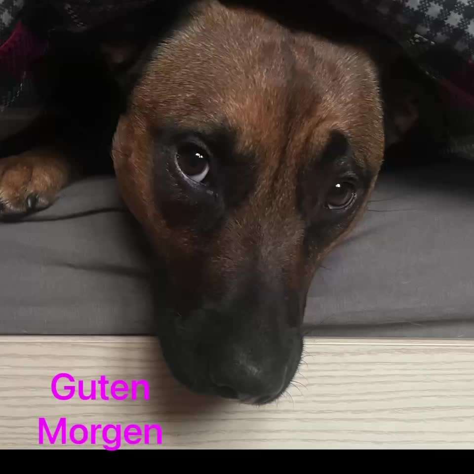 3. Kurzgeschichten Challenge 
Thema: 1 Tag mit euren Fellnasen-Beitrag-Bild