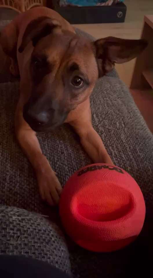 Video Challenge Nr.14 - Bettelnde Hunde-Beitrag-Bild