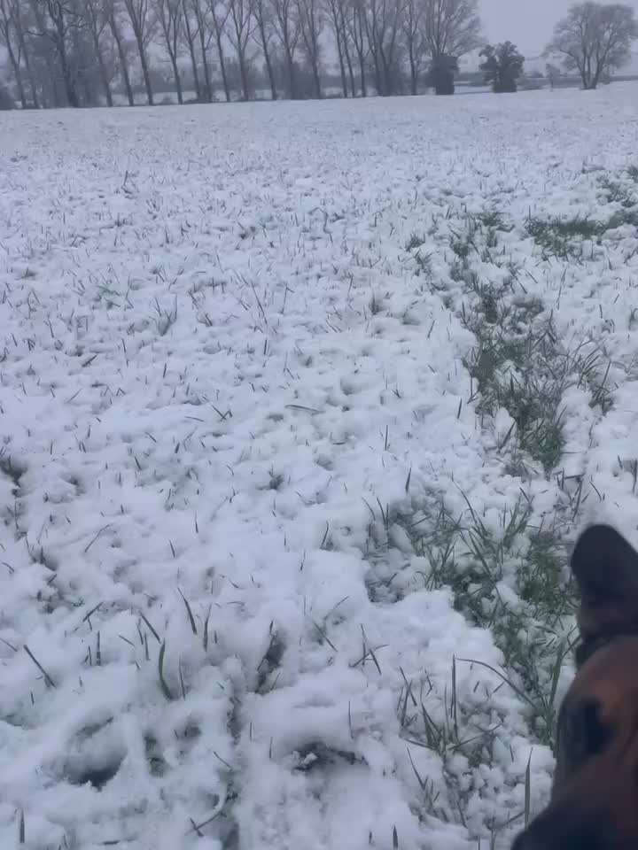 Video Challenge Nr. 12
Ein glücklicher Hund-Beitrag-Bild