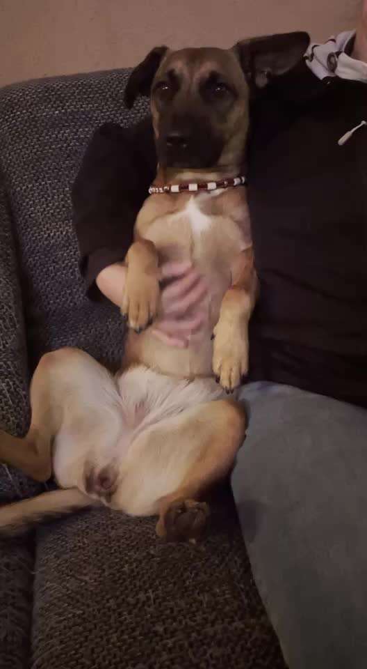 Video-Challenge Nr. 10
Der umsorgte Hund-Beitrag-Bild