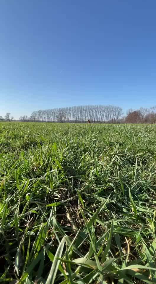 Handy Video Challenge Nr. 37 - "Dein Hund auf der Wiese"-Beitrag-Bild