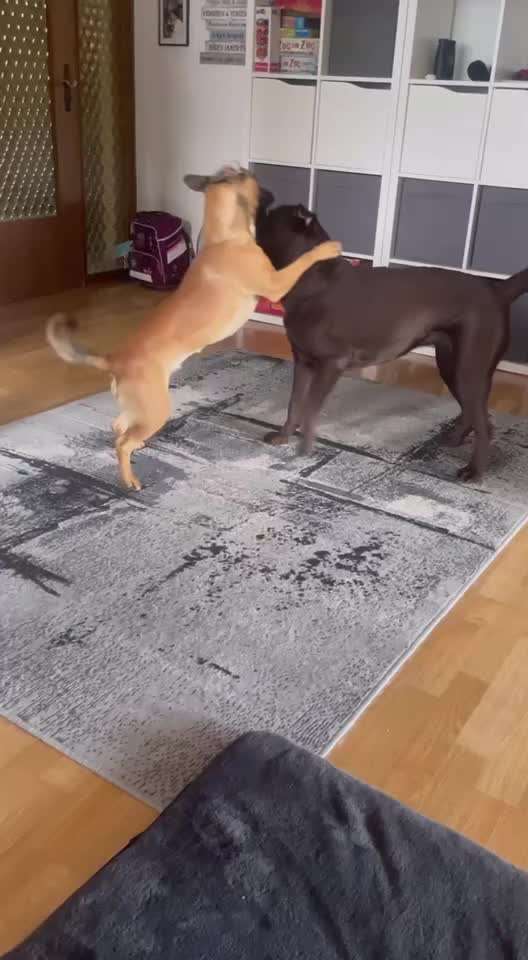 18. Video-Challenge "David gegen Goliath"-Beitrag-Bild