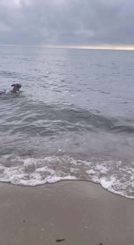 Video Challenge Nr.6
Auf den Spuren der Freiheit🐾🐾-Beitrag-Bild