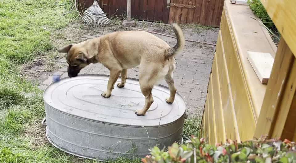 Video-Challange Nr. 9
Der unsinnige Hund-Beitrag-Bild