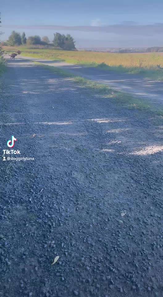 Video-Challenge Nr. 7 
Dein Hund mit Spielzeug-Beitrag-Bild