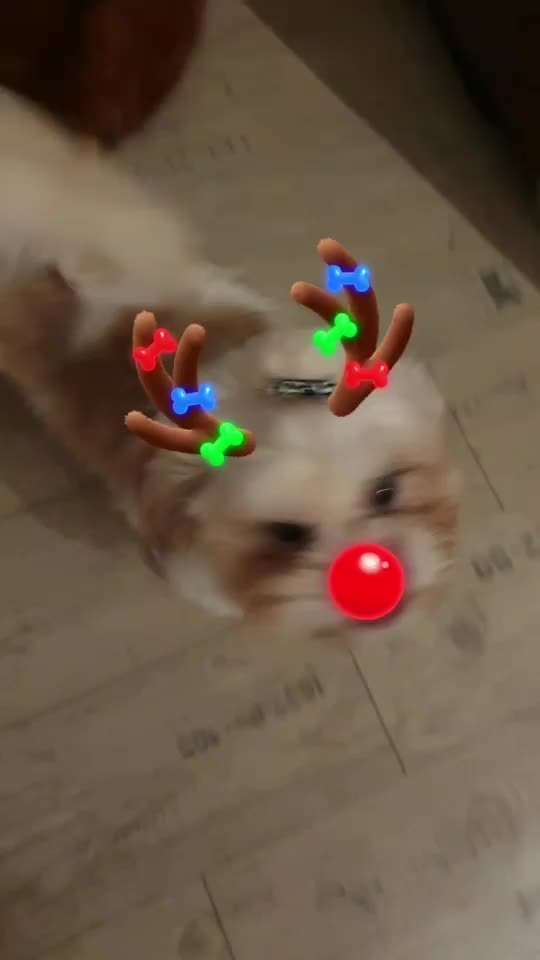 TierschutzhundeStammtisch🐕-Beitrag-Bild