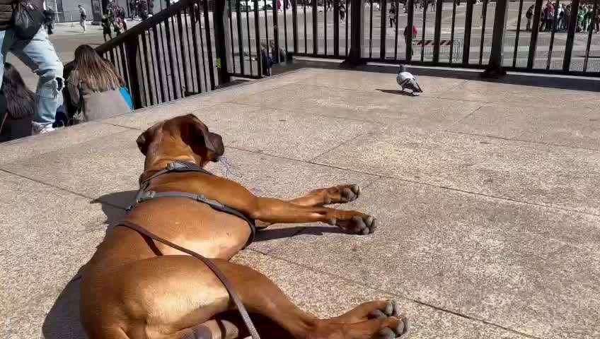 Rhodesian Ridgeback-Beitrag-Bild