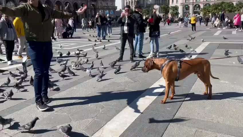 Rhodesian Ridgeback-Beitrag-Bild