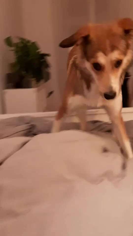 Aufregung und Fiepsen am Abend-Beitrag-Bild