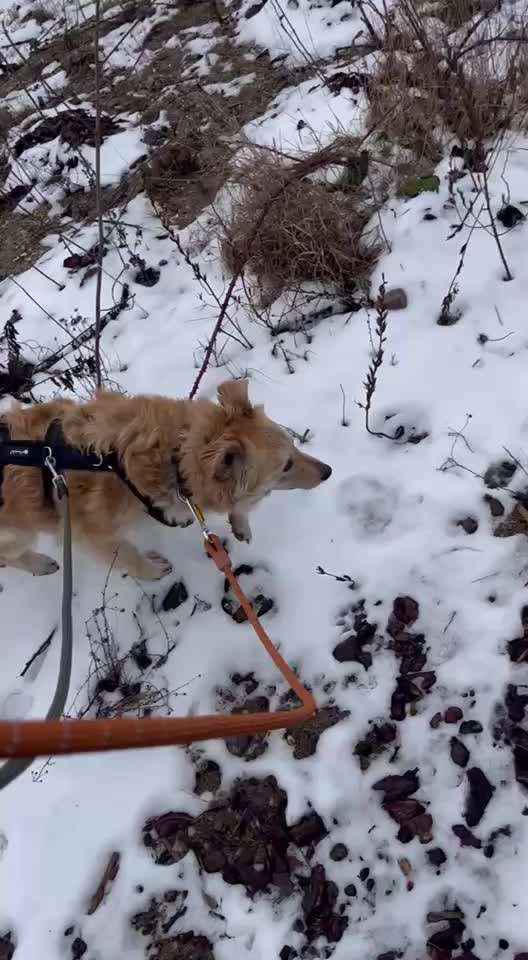 TierschutzhundeStammtisch🐕-Beitrag-Bild