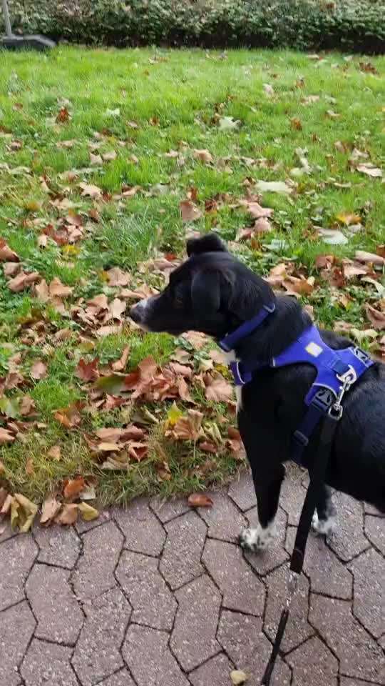 "Wer heult am schönsten/lautesten/längsten....- Challenge".-Beitrag-Bild