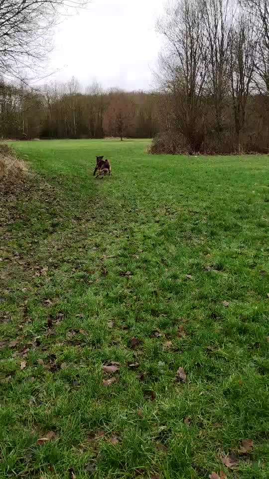 Rhodesian Ridgeback-Beitrag-Bild