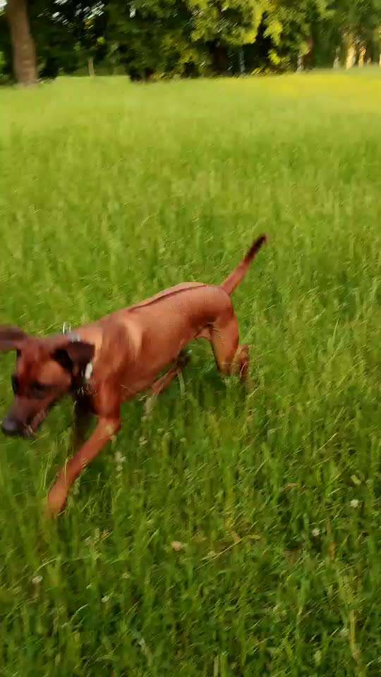 Rhodesian Ridgeback-Beitrag-Bild