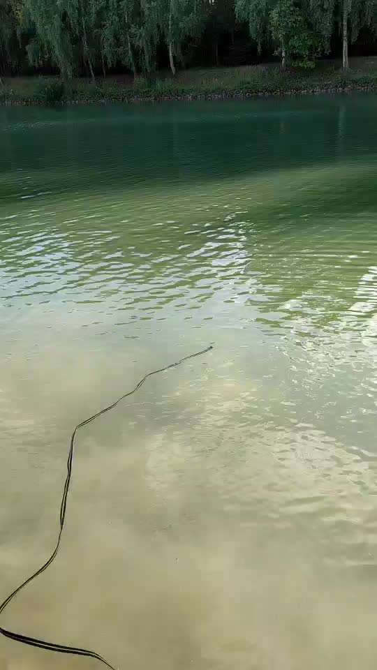 Rhodesian Ridgeback-Beitrag-Bild