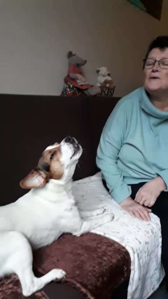 Dansky (Dansk-Svensk Gårdshund)-Beitrag-Bild