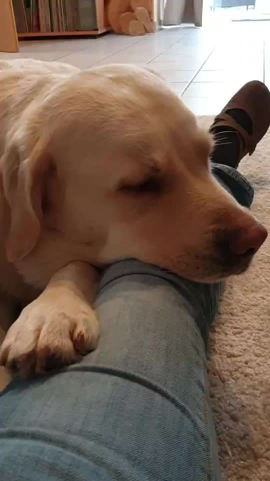 Labradorfans-Beitrag-Bild