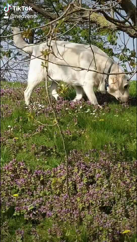 Labradorfans-Beitrag-Bild