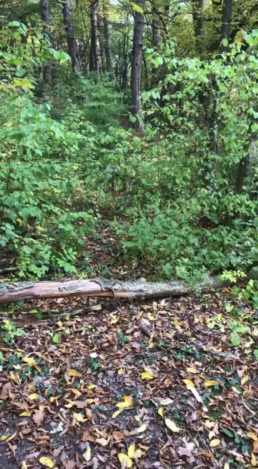 euer ältester Hund ?-Beitrag-Bild