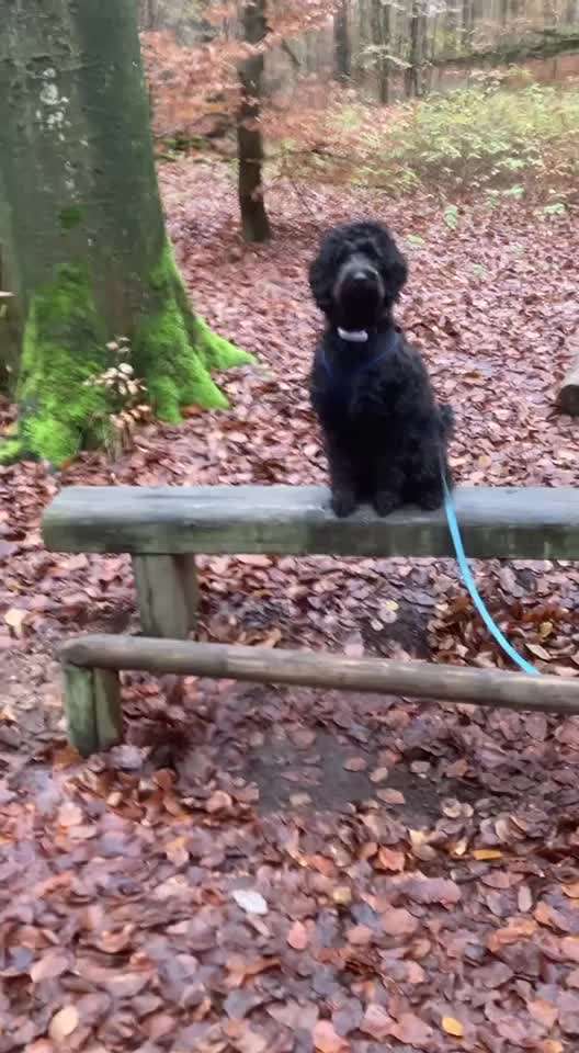 Handy Video Challenge Nr. 38 - Drüber springen-Beitrag-Bild