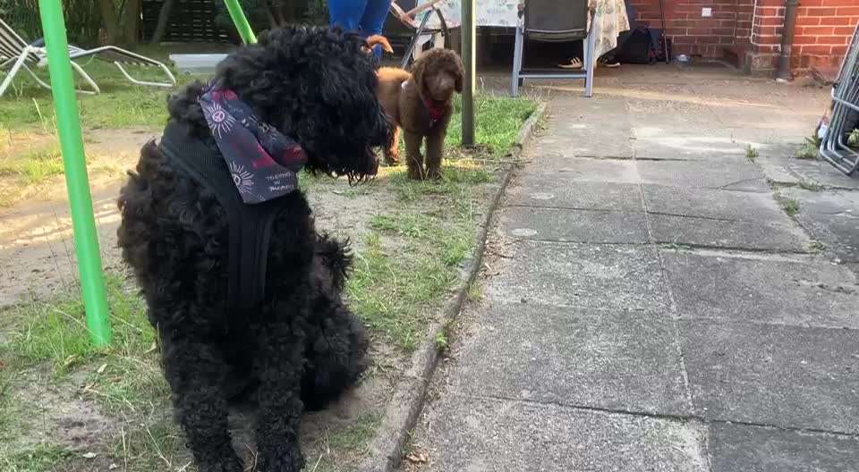 Freddys Kummerkasten-Beitrag-Bild