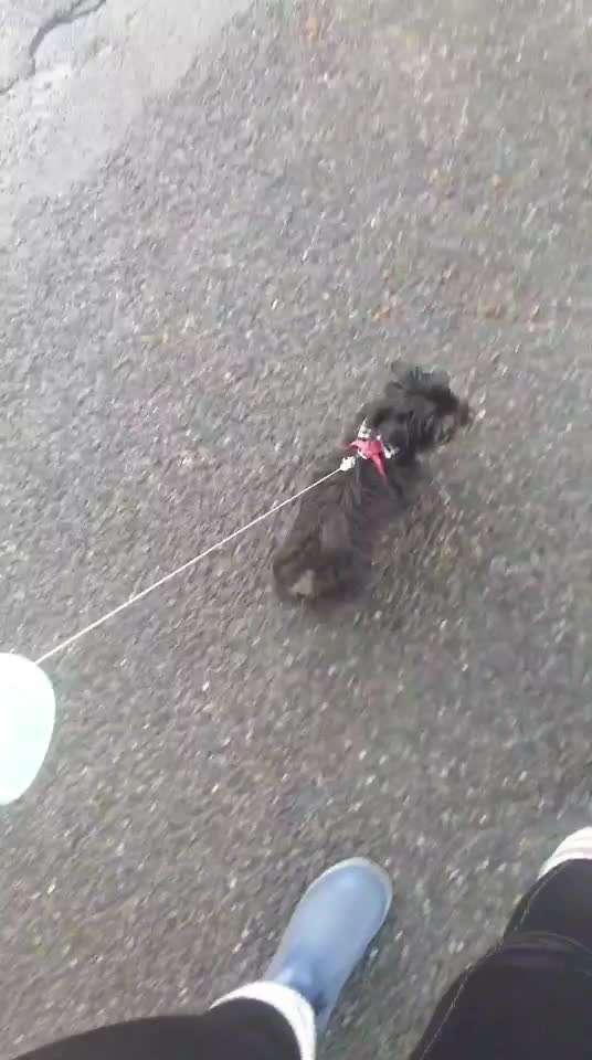 Welpen Bilder !-Beitrag-Bild