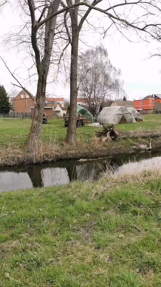 Labrador/Beagle-Mix abgewöhnen, Katzen zu jagen-Beitrag-Bild