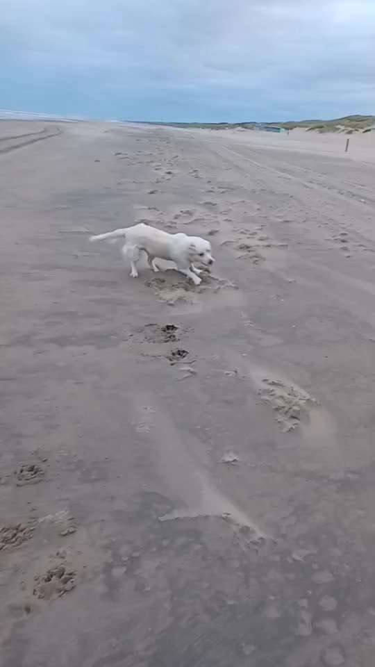 Wo sind die Golden Retriever Liebhaber?-Beitrag-Bild