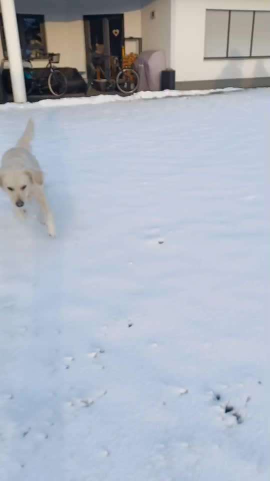 Wo sind die Golden Retriever Liebhaber?-Beitrag-Bild