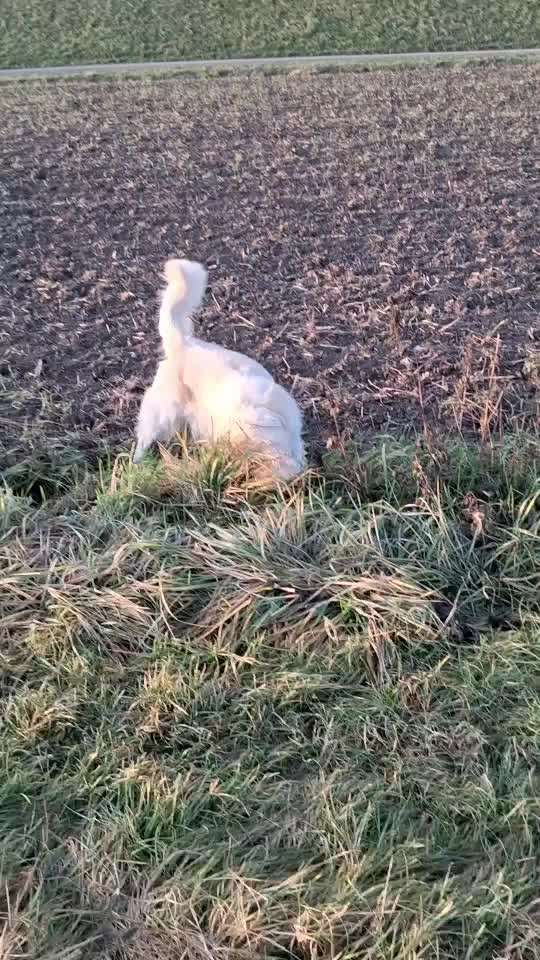 aktuelles Foto Gruppe Golden Retriever