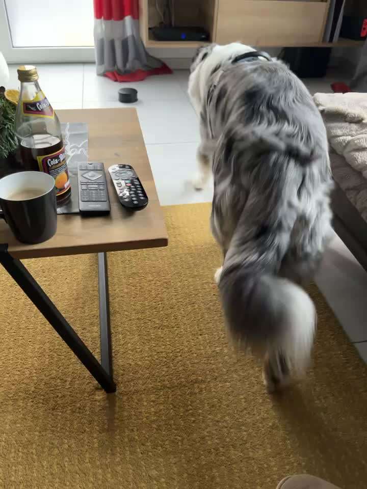 Geschirrproblematik-Beitrag-Bild