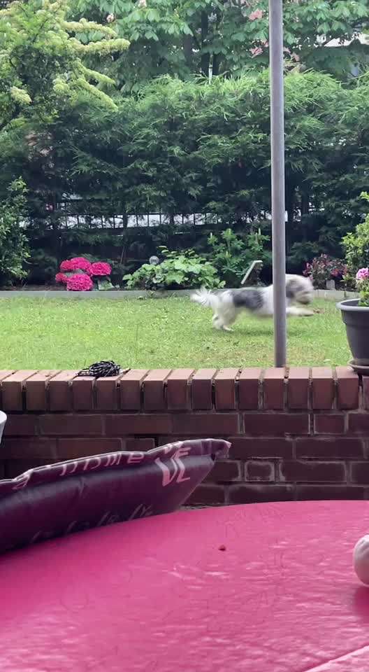 Wo sind die Jack und Parson Russell Terrier?-Beitrag-Bild