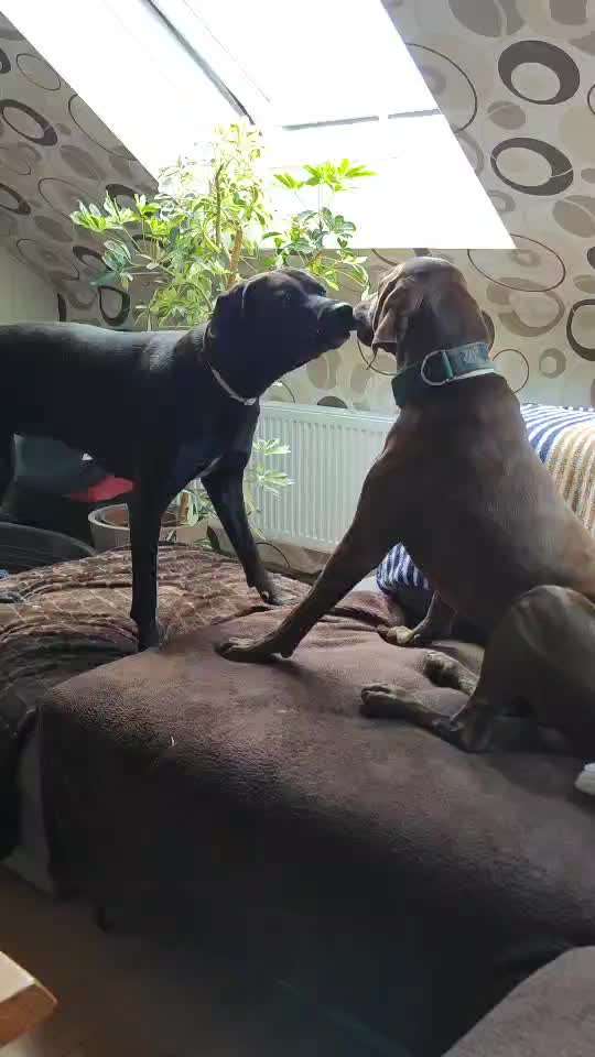 Rhodesian Ridgeback-Beitrag-Bild